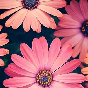 Meet your Posher, Keisha